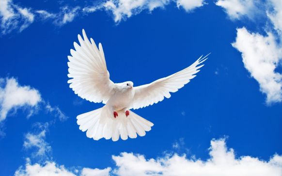 white-pigeon-for-peace-wallpaper-coda-craven